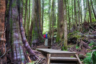 Muhteşem yağmur ormanları. Kalın yosun tabakalarıyla kaplı ağaçlar.