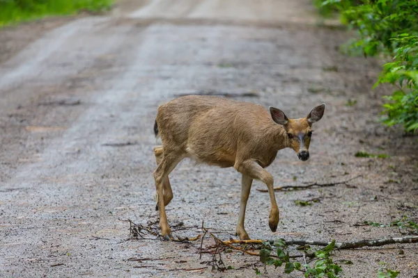 Rehe Schönen Herbstwald Wildszene — Stockfoto