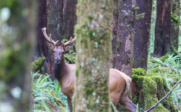 Mountain Bull Elk Nella Foresta Autunnale Colorado Usa — Foto Stock