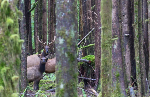 Mountain Bull Elk Floresta Outono Colorado Eua — Fotografia de Stock
