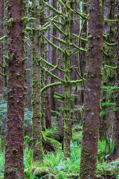 素晴らしい熱帯雨林 苔の厚い層で覆われた木 — ストック写真