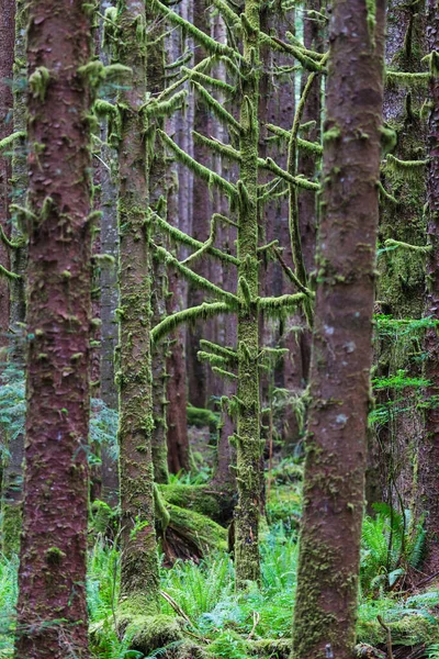 Fabulous Rain Forest Trees Covered Thick Layer Moss — Stock Photo, Image