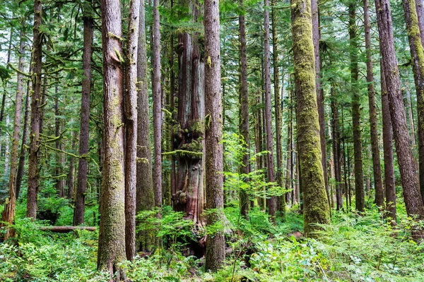 Muhteşem Yağmur Ormanları Kalın Yosun Tabakalarıyla Kaplı Ağaçlar — Stok fotoğraf