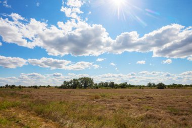 Yellow  field in  fall season