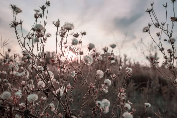 Prairie Automne Colorée Dans Les Montagnes Contexte Naturel — Photo