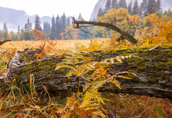 Beautiful Fall Season Yosemite National Park California Usa — Stock Photo, Image