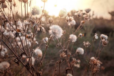 Dağlardaki renkli sonbahar çayırları. Doğal arkaplan.