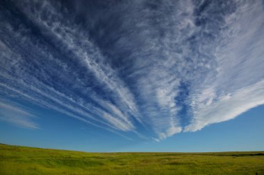 Green field in early summer season. Agriculture theme.