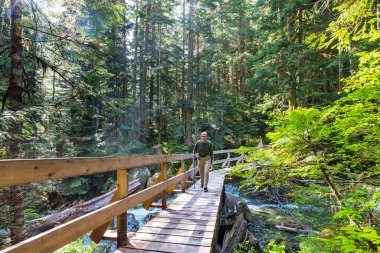 Ormandaki patikada yürüyüş yapan bir adam. Doğa yürüyüşü açık havada.
