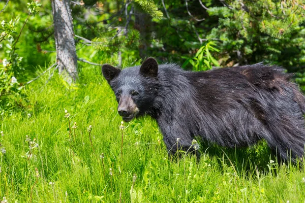 Schwarzbär Wald Kanada Sommersaison — Stockfoto