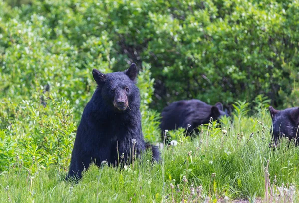 Black Bear Forest Canada Summer Season — Stock Photo, Image