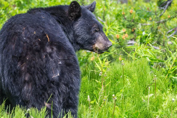 Schwarzbär Wald Kanada Sommersaison — Stockfoto