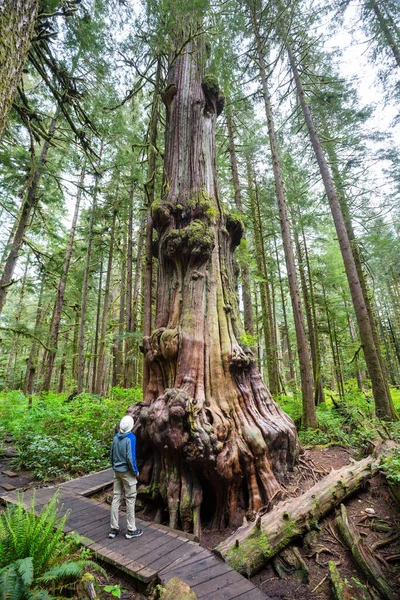 Bajeczny Las Deszczowy Drzewa Pokryte Grubą Warstwą Mchu — Zdjęcie stockowe