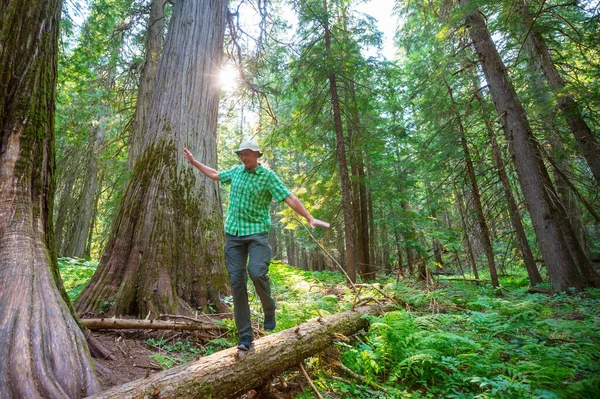 Homme Randonnée Baie Sentier Dans Forêt Nature Loisirs Randonnée Voyage — Photo