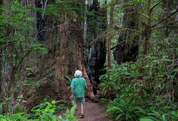 Homme Randonnée Baie Sentier Dans Forêt Nature Loisirs Randonnée Voyage — Photo