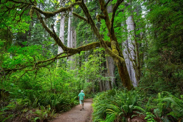 人类徒步旅行在森林中的小径上行走 自然休闲远足在户外旅行 — 图库照片