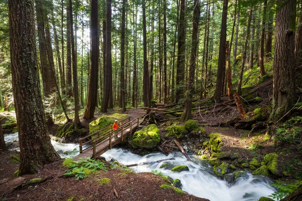 Wanderer Der Nähe Eines Wunderschönen Wasserfalls Den Kanadischen Bergen — Stockfoto