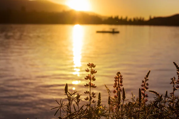 Sunset Scene Lake Sunset Summer Nature Landscapes — Stock Fotó