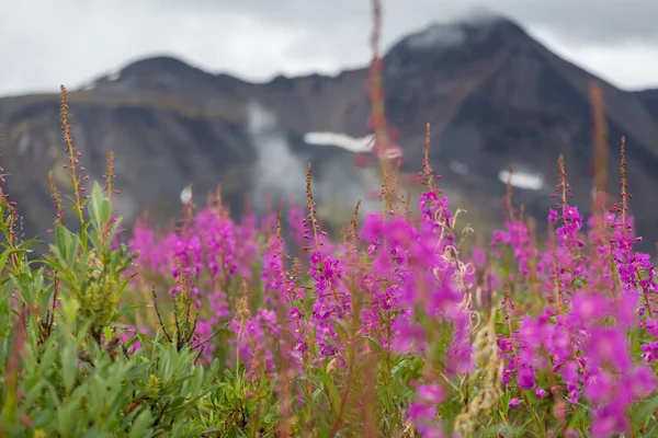 알래스카의 여름철 풍경과 — 스톡 사진