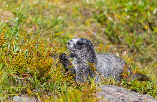 Marmoty Louce Letních Horách Divoká Příroda Severní Americe — Stock fotografie