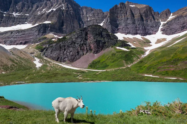 Wilde Bergziege Den Rocky Mountains — Stockfoto