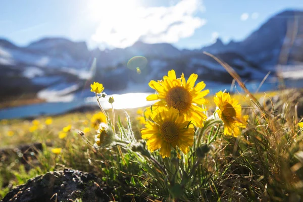 晴れた日に山の牧草地 自然の夏の風景 — ストック写真