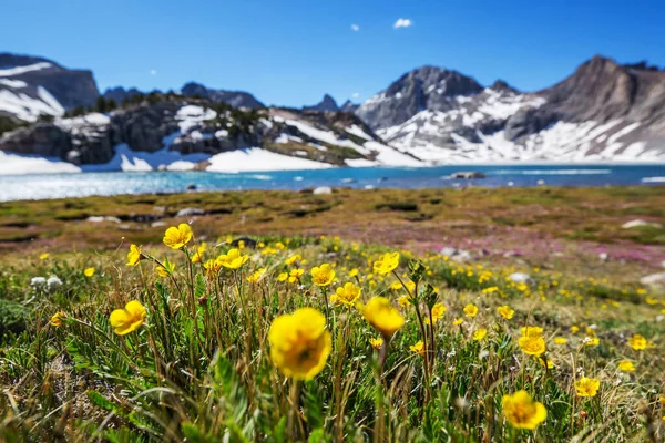 阳光灿烂的日子里的山地草甸 自然夏季景观 — 图库照片