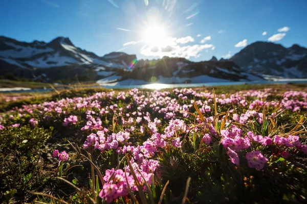 Prato Montagna Nella Giornata Sole Paesaggio Estivo Naturale — Foto Stock