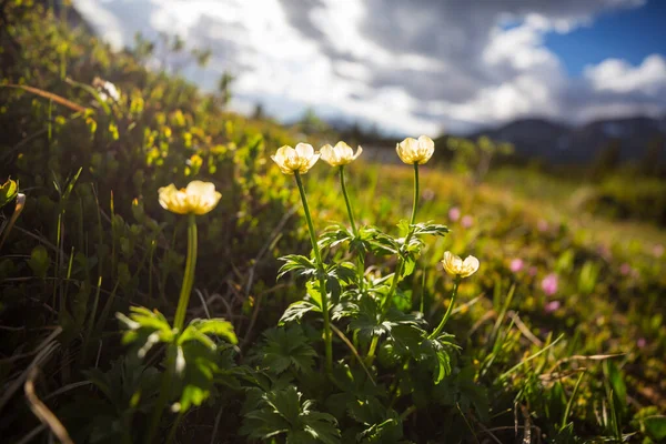 晴れた日に山の牧草地 自然の夏の風景 — ストック写真