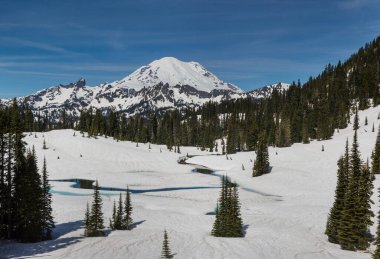 Mount Rainier national park, Washington in the early summer