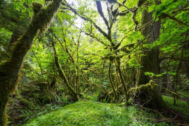 Muhteşem yağmur ormanları. Kalın yosun tabakalarıyla kaplı ağaçlar.