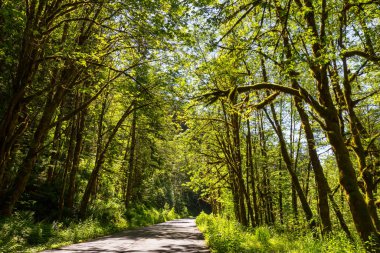 Rural road in the summer forest
