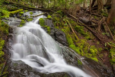 Güzel yeşil ormanda şelale