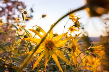 Yaz mevsiminde yeşil bir çayırdaki güzel kır çiçekleri. Doğal arkaplan.