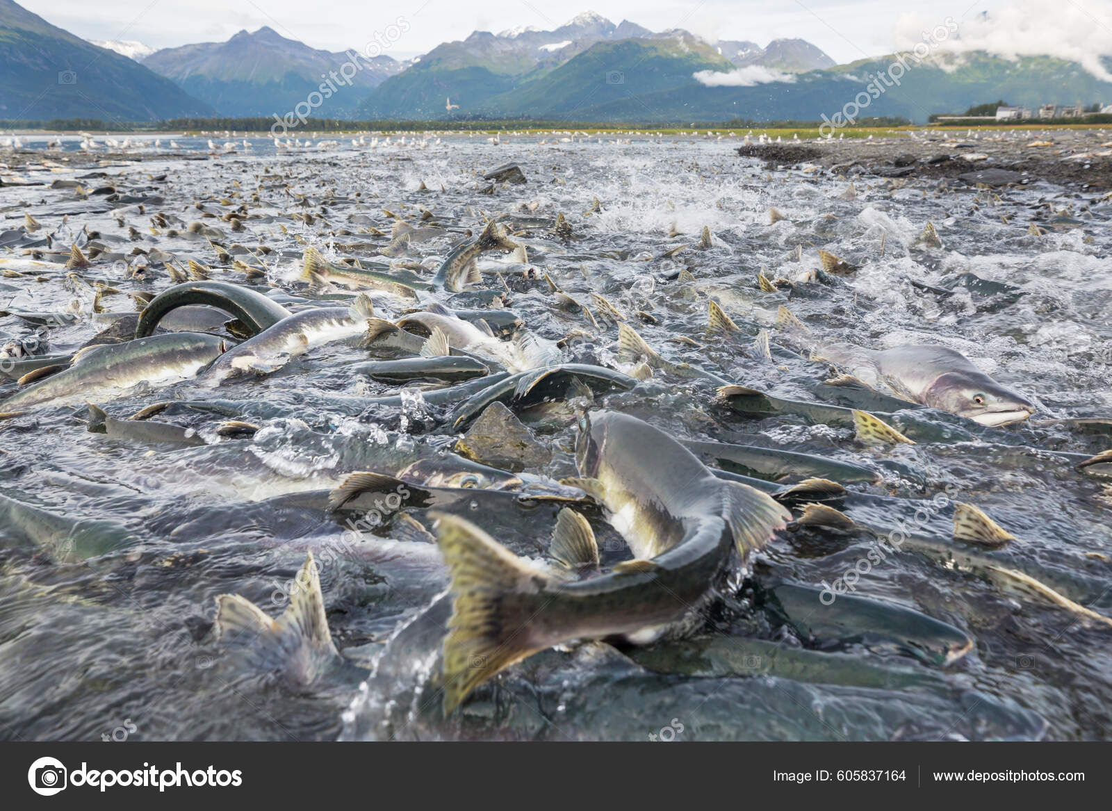 Salmon Spawning Alaska River Stock Photo by ©kamchatka 605837164