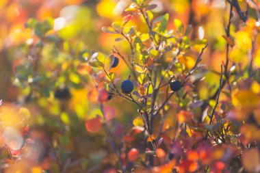 Wild plants in the forest in autumn season, macro. Wild wild berries on a green background in the forest.