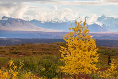 Picturesque Mountains of Alaska in autumn. Snow covered massifs, glaciers and rocky peaks, orange trees. Beautiful natural background.