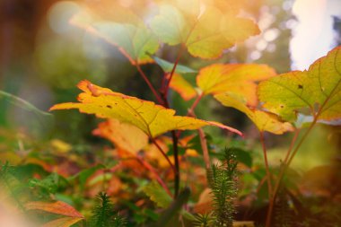 Sonbahar mevsiminde renkli sarı yapraklar. Yakın plan çekim. Arkaplan resmi için uygun.