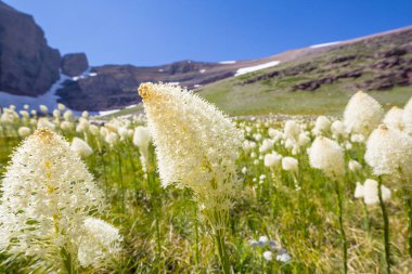 Güneşli bir günde dağ çayırı. Doğal yaz manzarası.