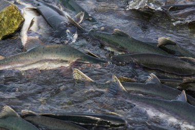 Alaska nehrinde somon yumurtlaması