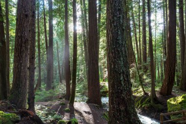 Yeşil ormanda güneşli bir günde ışıldar