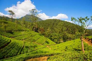 Sri Lanka 'da yeşil doğal manzara _ çay çiftliği