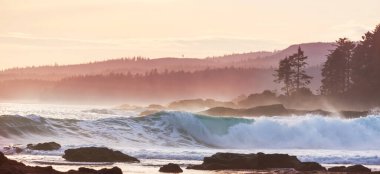 Vancouver Adası 'ndaki okyanus plajı, British Columbia, Kanada