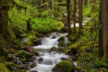 Güzel yeşil ormanda şelale
