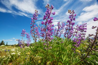Yaz mevsiminde yeşil bir çayırdaki güzel kır çiçekleri. Doğal arkaplan.