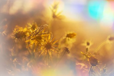 Yaz mevsiminde yeşil bir çayırdaki güzel kır çiçekleri. Doğal arkaplan.