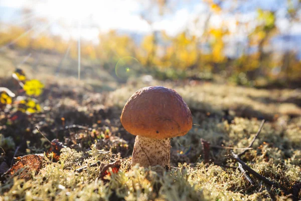 秋の森のキノコ — ストック写真