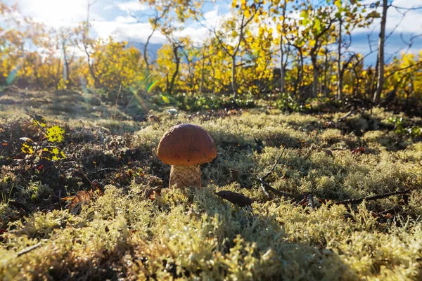 Funghi Nella Foresta Autunnale — Foto Stock
