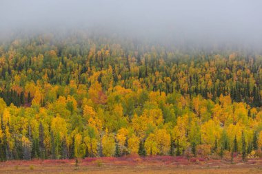 Güneşli bir ormanda renkli sonbahar yaprakları. Sonbahar doğal arka planı