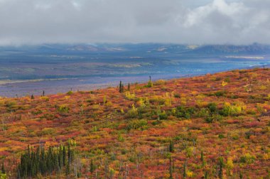 Tundra landscapes above Arctic circle in autumn season. Beautiful natural background.